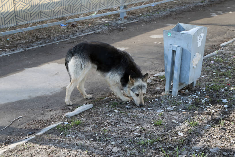 Сотрудники специализированной АНО «Мы нашли вам друга» уже обнаружили стаю бродячих псов на улице Кольцевой