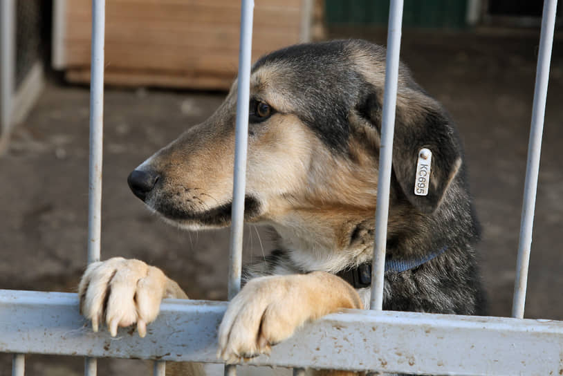 Областной суд пришел к выводу, что региональный закон не предусматривает финансирование содержания безнадзорных животных в приютах