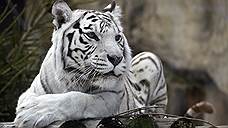 Фура с белыми тиграми попала в ДТП в Оренбуржье