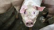 Борьбу с африканской чумой свиней развернули в Самарской области