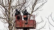 Больше 700 опасных деревьев спилят в Ульяновске