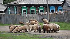 Задержан подозреваемый в краже овец в Оренбуржье