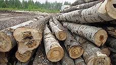 В Самаре незаконно вырубили деревья на 4 млн рублей