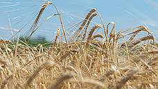 Два млн тонн зерна нового урожая собрали в Оренбургской области