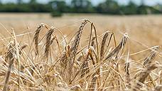 Уже 2,6 млн т зерна намолочено в Оренбуржье