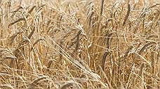 Более 2,5 млн тонн зерна обработано в Самарской области