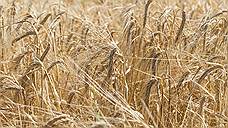 Около 2,7 млн гектаров зерновых и зернобобовых культур убрано в Оренбуржье