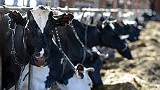 Более 150 тыс. тонн коровьего молока произведено в Оренбургской области в текущем году