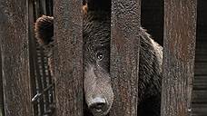 За брошенными в Самаре цирковыми медведями будут ухаживать сотрудники зоопарка