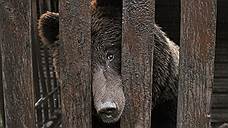 Трое брошенных цирковых медведей из Самары переедут в крымский парк львов