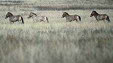 В Оренбургском заповеднике появился на свет первый жеребенок лошади Пржевальского