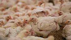 Казахстан запретил ввоз птицеводческой продукции из Самарской области из-за эпидемии птичьего гриппа