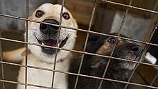 В Самаре на отлов и содержание безнадзорных животных потратят около 8 млн рублей
