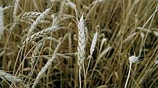 Ульяновские аграрии планируют увеличение посевной площади зерновых и зернобобовых культур