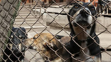 Власти Самары потратят более 3 млн рублей на отлов безнадзорных собак