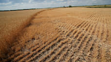В Самарской области намолочено более 1 млн тонн зерна