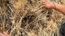 В Ульяновской области намолочено около 800 тысяч тонн зерна