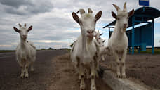 В Самаре откроют музей козы