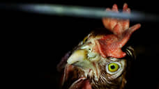 В Красном Яру уничтожат кур-разносчиков птичьего гриппа