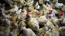 На Сергиевской птицефабрике будут перерабатывать и производить до 75 тыс. тонн мяса птицы в год