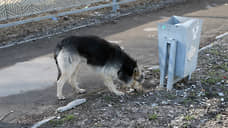 Возбуждено уголовное дело о нападении бездомных собак на подростка в Самаре