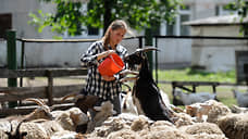 В Ульяновской области в первом квартале 2024 года увеличилось производство овец и коз на 33,3%