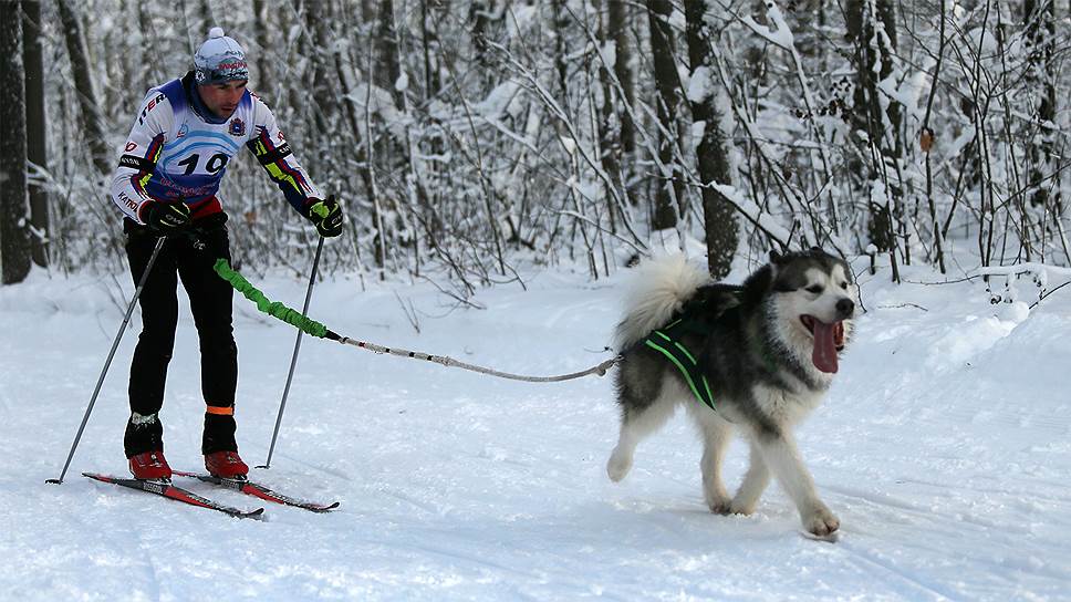 Гонки на собачьих упряжках на лыжной базе «Чайка»