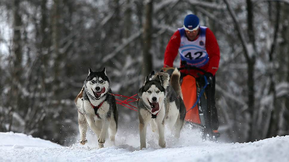 Чемпионат России по гонкам на собачьих упряжках