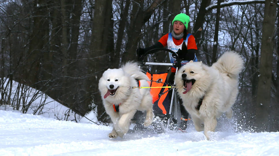 Соревнования на собачьих упряжках приравнены по рангу к Чемпионату Российской кинологической федерации (РКФ) и являются отборочными на Чемпионат Мира.