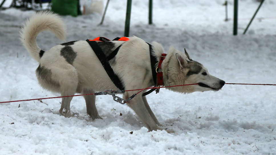 Соревнования на «Рождественских горках-2020» проходили по нескольким дисциплинам: гонки на собачьих упряжках или слидинг, когда собаки запрягаются в упряжку попарно (2, 4 или 6 собак), впереди бежит вожак, и тянут за собой упряжь с человеком; скиджоринг, когда одна или несколько собак тянут за собой лыжника; пулка — зимний вид ездового спорта, в котором лыжники-гонщики состязаются на лыжной трассе. 
