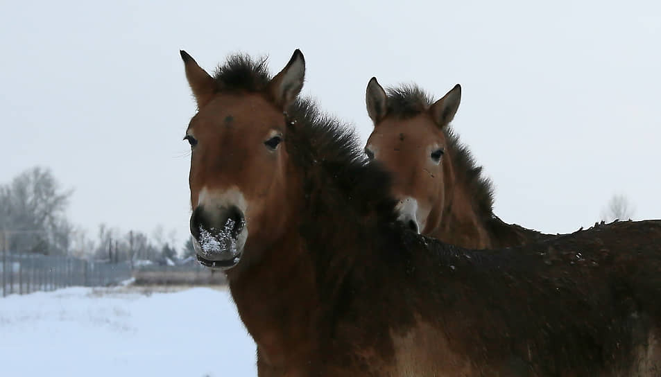 Всего в мире насчитывается около двух тысяч чистокровных особей лошади Пржевальского, которые происходят от 11 лошадей, отловленных в начале XX века в Джунгарии, и одной домашней лошади.