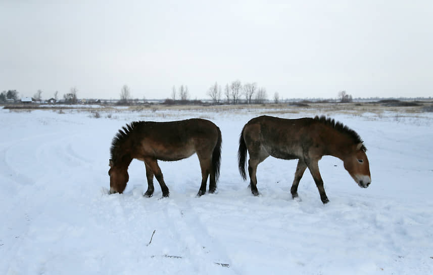 Сегодня лошадь Пржевальского сохранилась лишь в полурезерватах и заповедниках. При этом есть успешные примеры реинтродукции копытных.