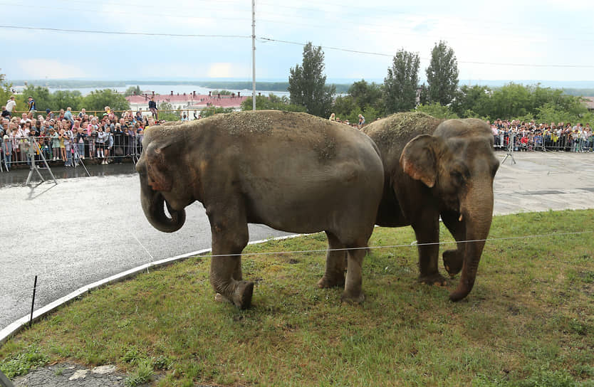 18 июля у здания Самарского цирка для горожан устроили бесплатное шоу с индийскими слонами 
 