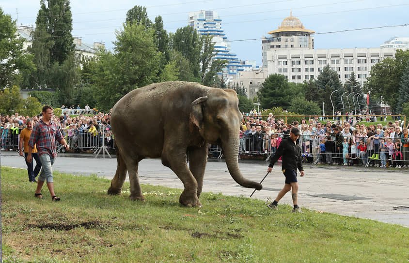 Несколько сотен человек смогли понаблюдать за общением животных с итальянским дрессировщиком Давио Тоньи и за трапезой слонов Карлы и Рани