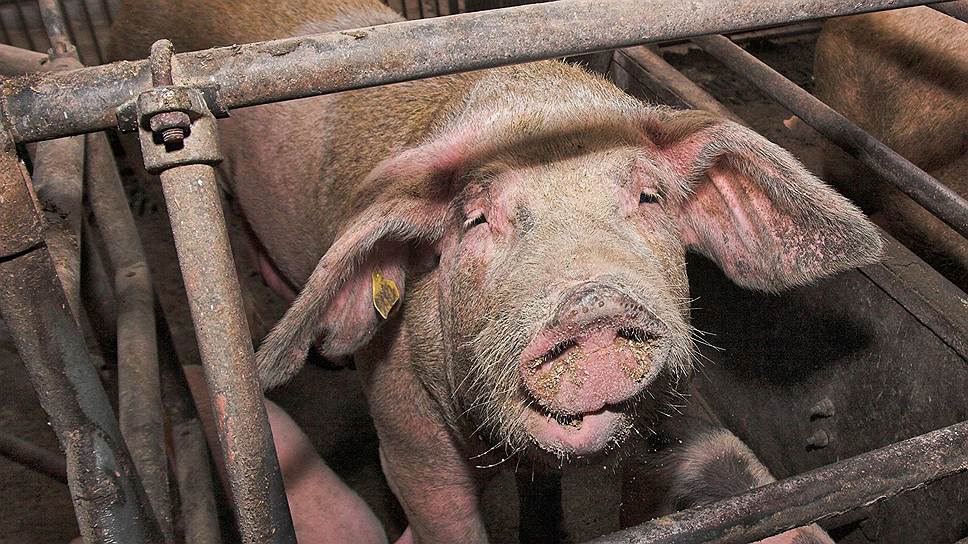 Крупнейший в Саратовской области свинокомплекс снова оказался под угрозой банкротства