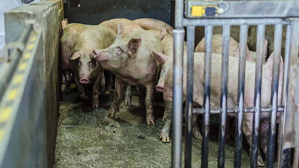 Саратовская область может обеспечить потребителей собственной свининой