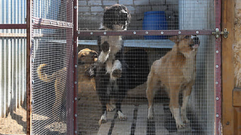 Собак направили в следствие // Астраханская полиция получила жалобу о жестоком отношении к животным в приюте
