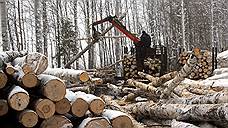 Минлесхоз Башкирии выставил на продажу 25 участков для заготовки древесины