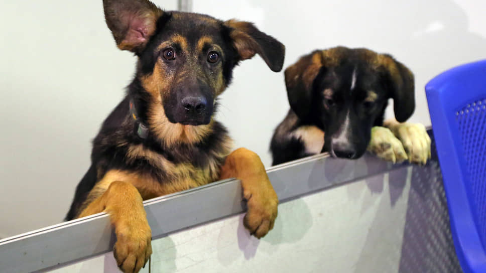 Чиновники сетуют на дефицит финансов для содержания бродячих собак