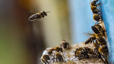 Компания «Урал» вложит 614 млн рублей в переработку продукции пчеловодства