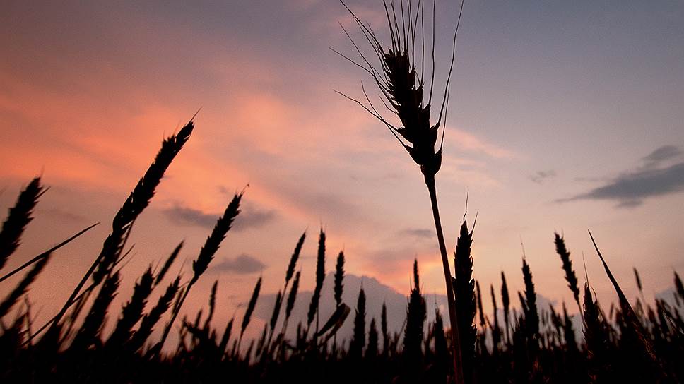 В стратегии развития башкирского АПК планируют предусмотреть стабильное производство в регионе 4 млн тонн зерна
