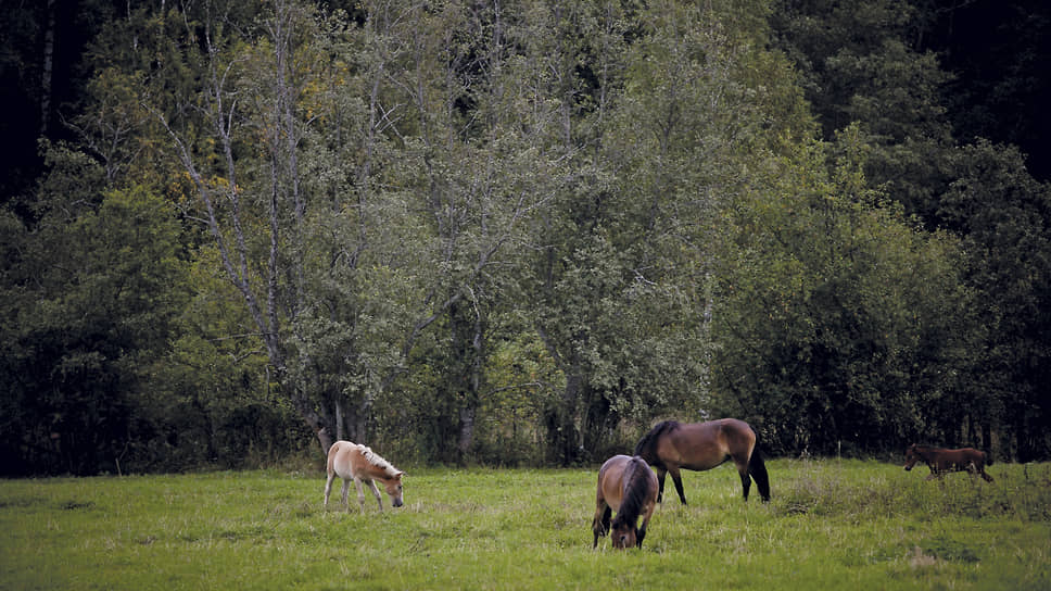 Власти Башкирии намерены улучшить генофонд башкирской породы лошадей
