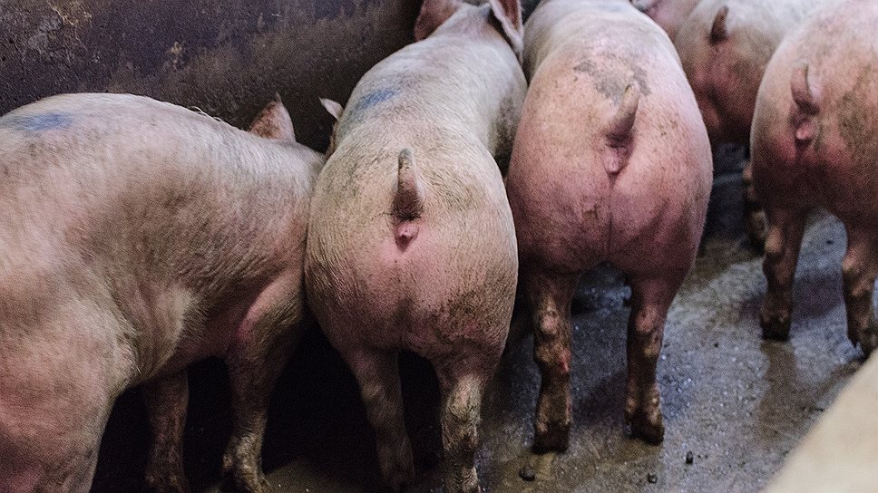 Самарские производители  могут обеспечить лишь половину потребности региона в свинине    