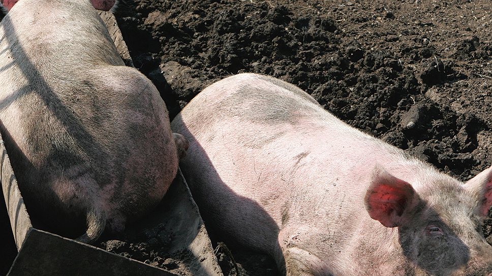 TonniesFleisch и «Агроимпорт» теперь будут порознь поднимать отечественное свиноводство  