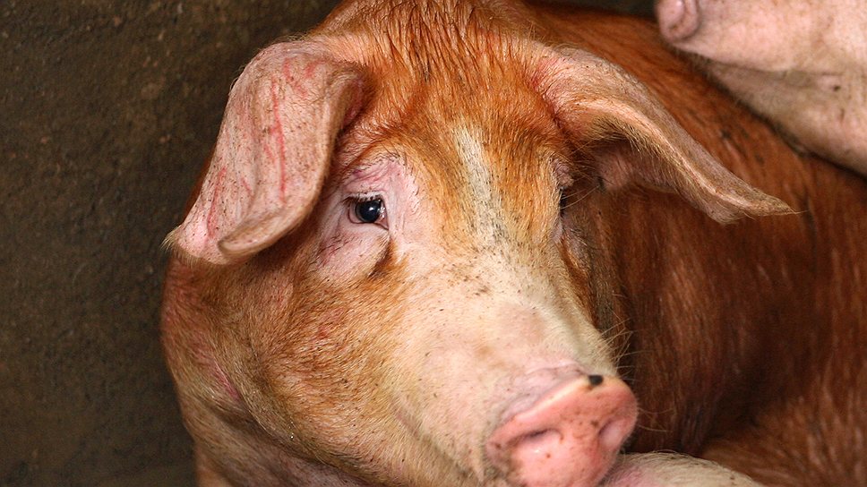 Вложить десятки миллиардов рублей в российское свиноводство группе «Конти» могут помешать значительные риски отрасли