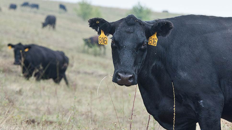 Голодавшие коровы «Талекса» находят новых владельцев