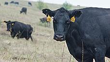 Коровы «Талекса» падают на «Мираторг»
