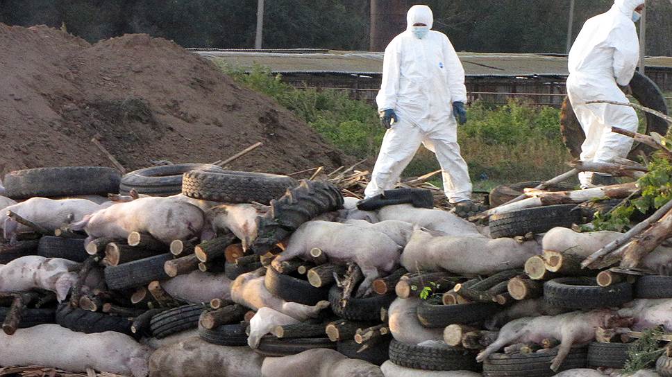 Как из-за АЧС в Курской области впервые уничтожили поголовье свинокомплекса