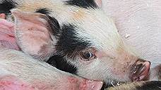 Более 4 тысяч свиней забито из-за АЧС в Липецкой области