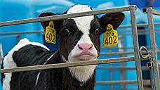 «Белгородские молочные фермы» в 2017 году могут быть приватизированы